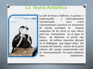 La piel de focas y ballenas es gruesa e
impermeable y suficientemente
vascularizada para evitar
calentamientos excesivos en momentos
de mucha actividad. el sistema
sanguíneo de las focas es muy eficaz
para sus inmersiones en el agua en
busca de alimento, al actuar una
especie de esfínter muscular ubicado
en el diafragma que logara aislar del
corazón del sistema venoso de la parte
inferior del cuerpo manteniendo solo
en funcionamiento los vasos cardiacos
más importante.
La fauna Antártica
 