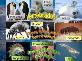 Pinguinos
León
marino
Foca
Ácaros
Pinguinos
Gusano
Tardígrado
GusanoGusano
Anfípodos
Equinodermos
Krill
 