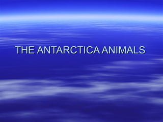 THE ANTARCTICA ANIMALS  
