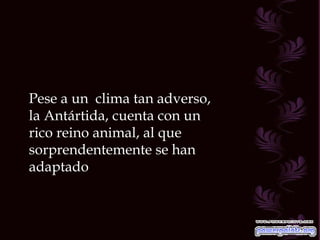 Pese a un  clima tan adverso, la Antártida, cuenta con un rico reino animal, al que sorprendentemente se han adaptado  