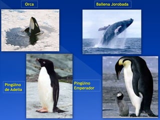 Orca Ballena Jorobada
Pingüino
de Adelia
Pingüino
Emperador
 
