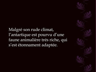 Malgré son rude climat, l’antartique est pourvu d’une faune animalière trés riche, qui s’est étonnament adaptée.  