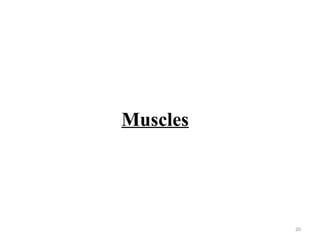 Ant axioappendicular muscles Dr ali.pptx