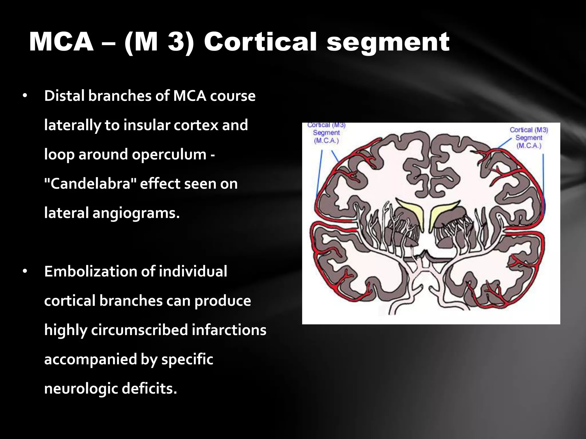 MCA – (M 3) Cortical segment
• Distal branches of MCA course
  laterally to insular cortex and
  loop around operculum -
  "Candelabra" effect seen on
  lateral angiograms.


• Embolization of individual
  cortical branches can produce
  highly circumscribed infarctions
  accompanied by specific
  neurologic deficits.
 