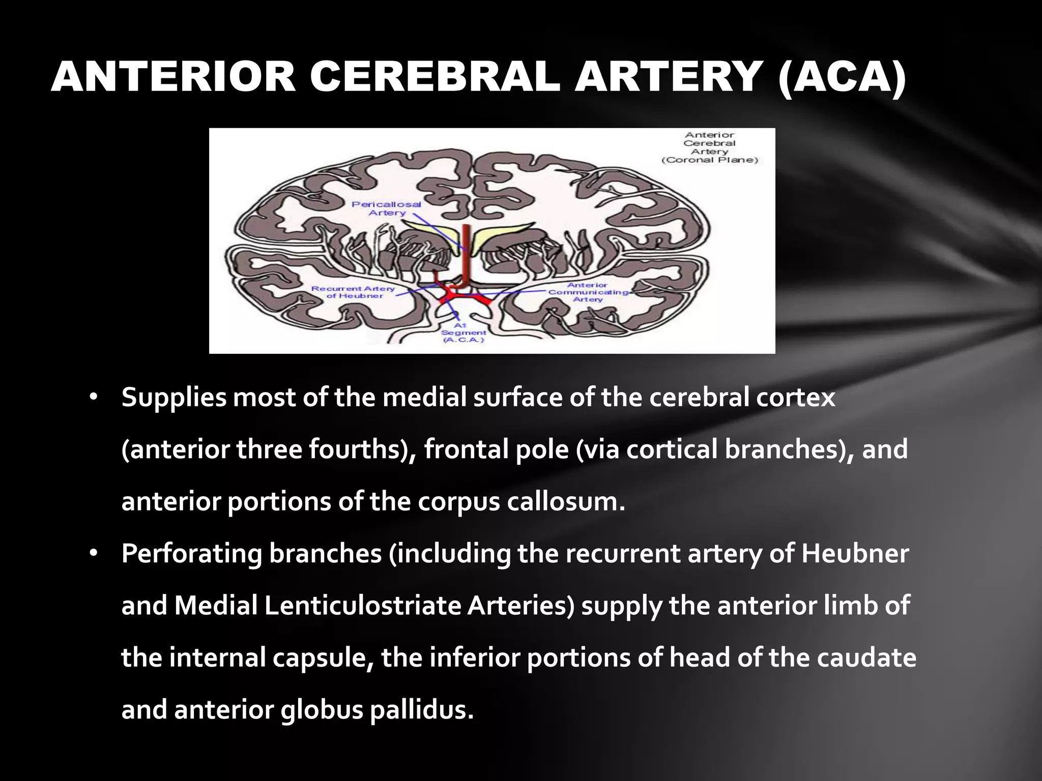 ANTERIOR CEREBRAL ARTERY (ACA)




 • Supplies most of the medial surface of the cerebral cortex
   (anterior three fourths), frontal pole (via cortical branches), and
   anterior portions of the corpus callosum.
 • Perforating branches (including the recurrent artery of Heubner
   and Medial Lenticulostriate Arteries) supply the anterior limb of
   the internal capsule, the inferior portions of head of the caudate
   and anterior globus pallidus.
 
