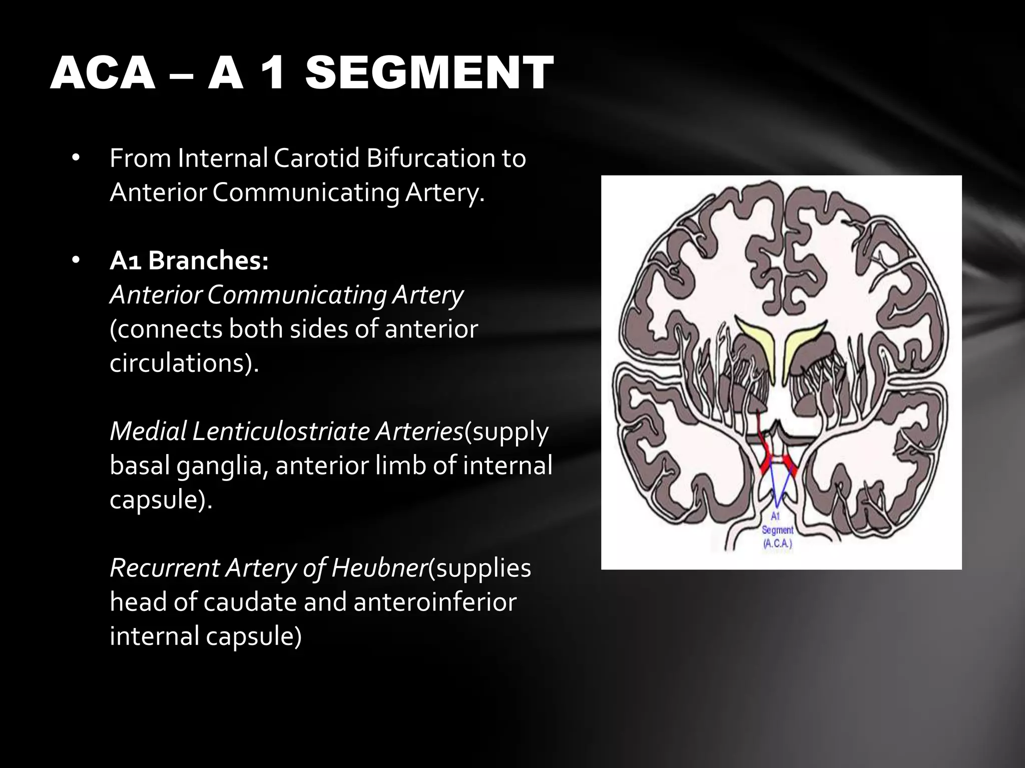 ACA – A 1 SEGMENT
• From Internal Carotid Bifurcation to
  Anterior Communicating Artery.

• A1 Branches:
  Anterior Communicating Artery
  (connects both sides of anterior
  circulations).

   Medial Lenticulostriate Arteries(supply
   basal ganglia, anterior limb of internal
   capsule).

   Recurrent Artery of Heubner(supplies
   head of caudate and anteroinferior
   internal capsule)
 