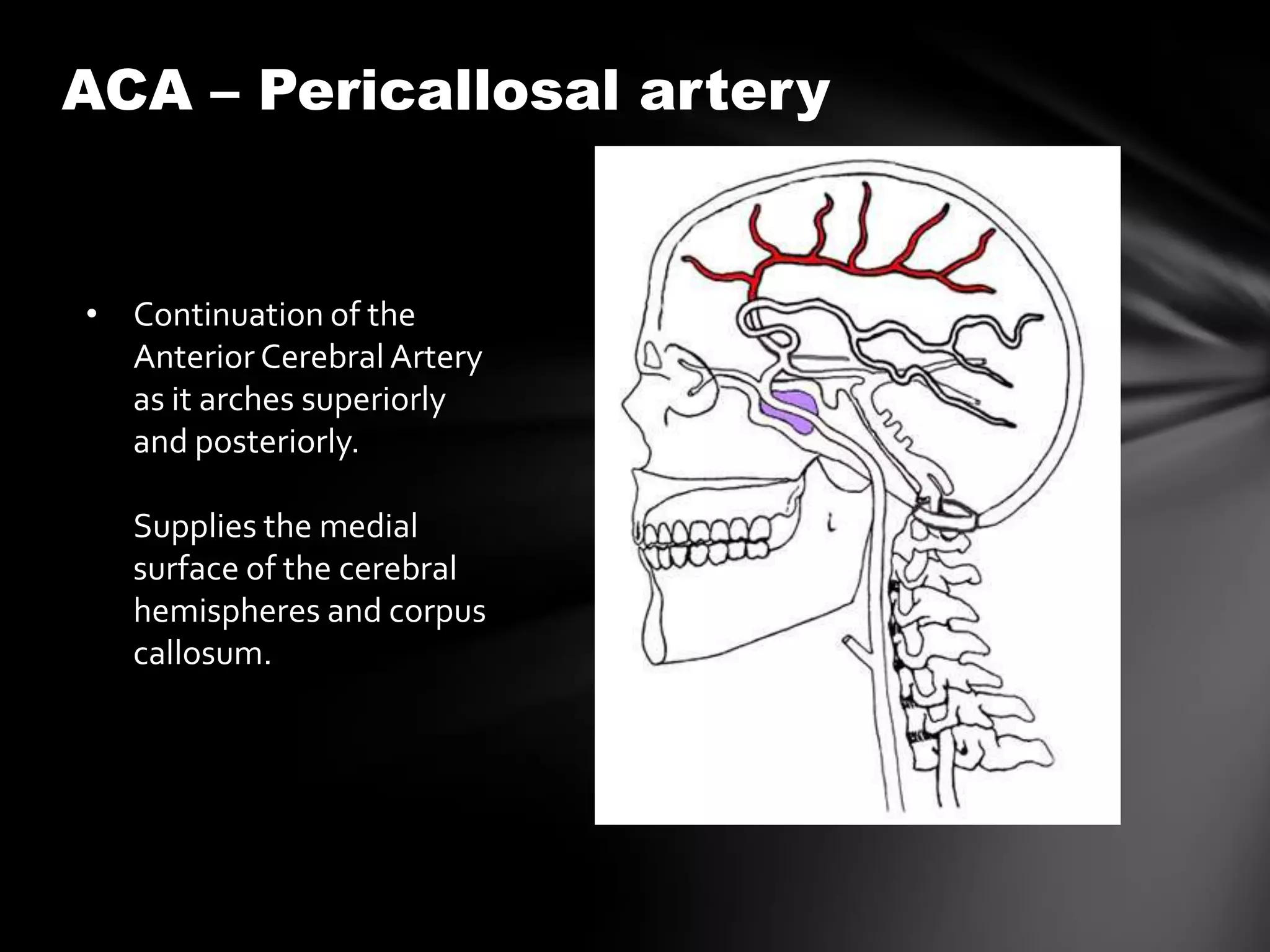 ACA – Pericallosal artery


• Continuation of the
  Anterior Cerebral Artery
  as it arches superiorly
  and posteriorly.

   Supplies the medial
   surface of the cerebral
   hemispheres and corpus
   callosum.
 