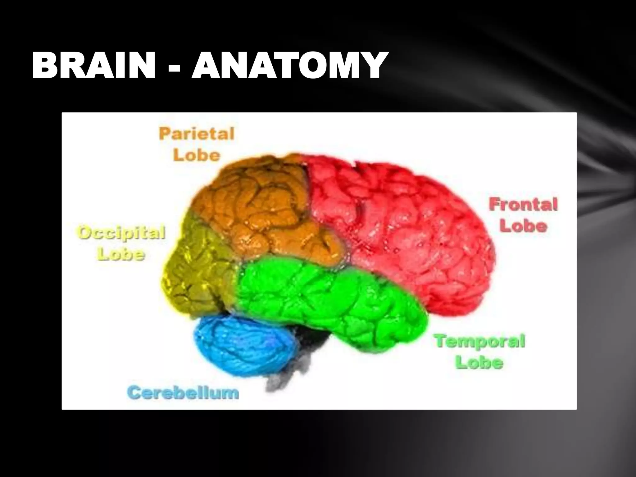 BRAIN - ANATOMY
 