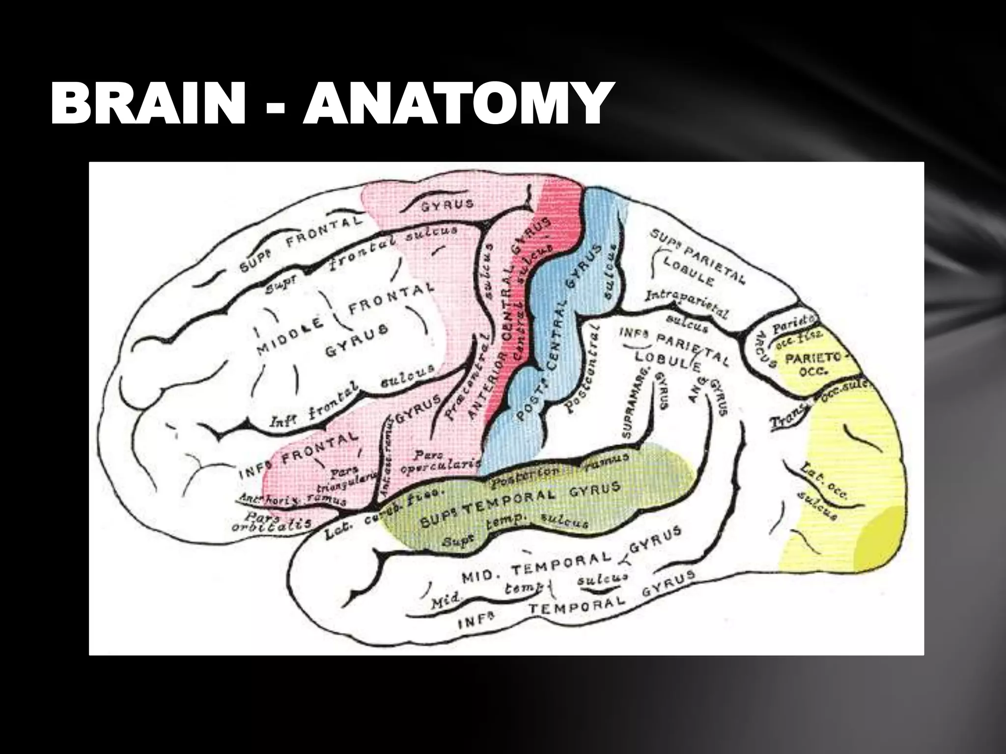 BRAIN - ANATOMY
 