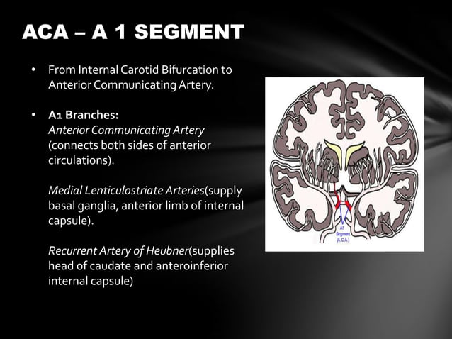 Anterior cerebral circulation | PPTX