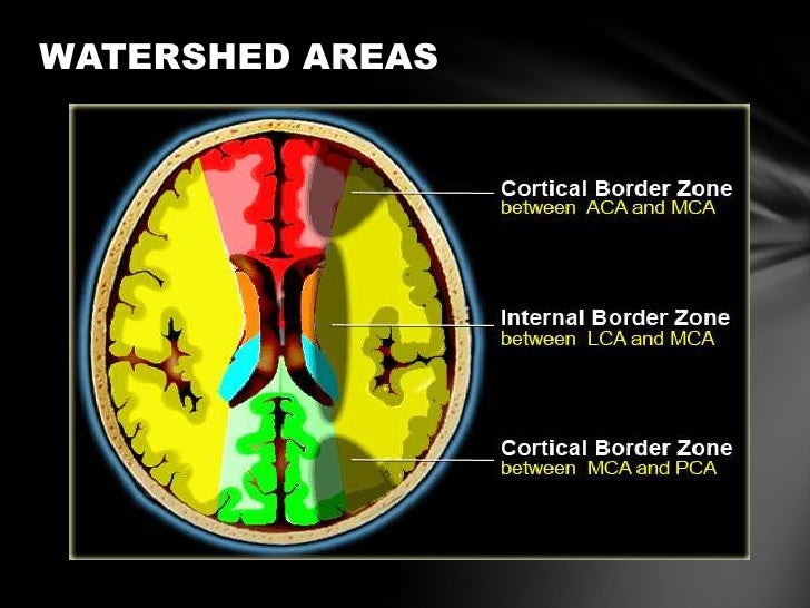 Anterior cerebral circulation