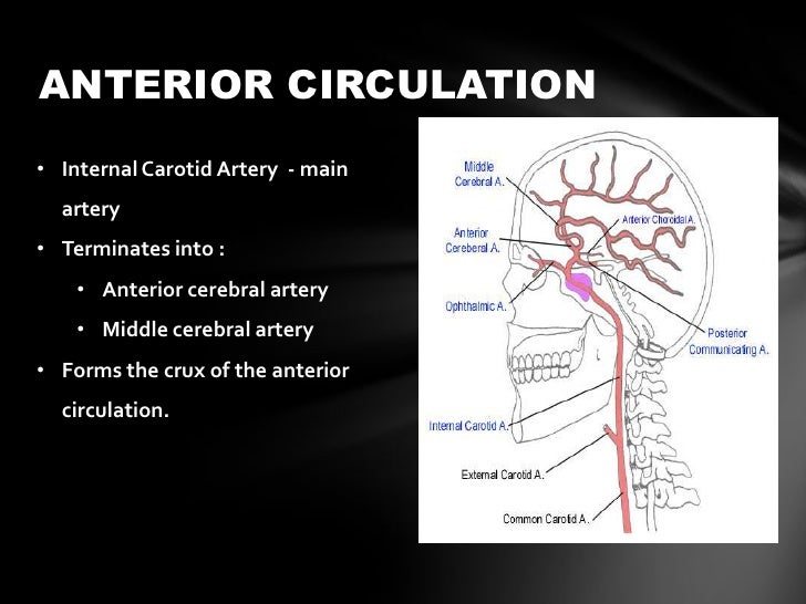 Anterior cerebral circulation
