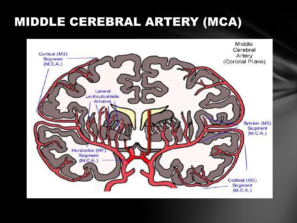 Anterior cerebral circulation