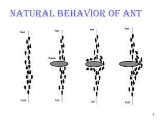 Natural behavior of ant 