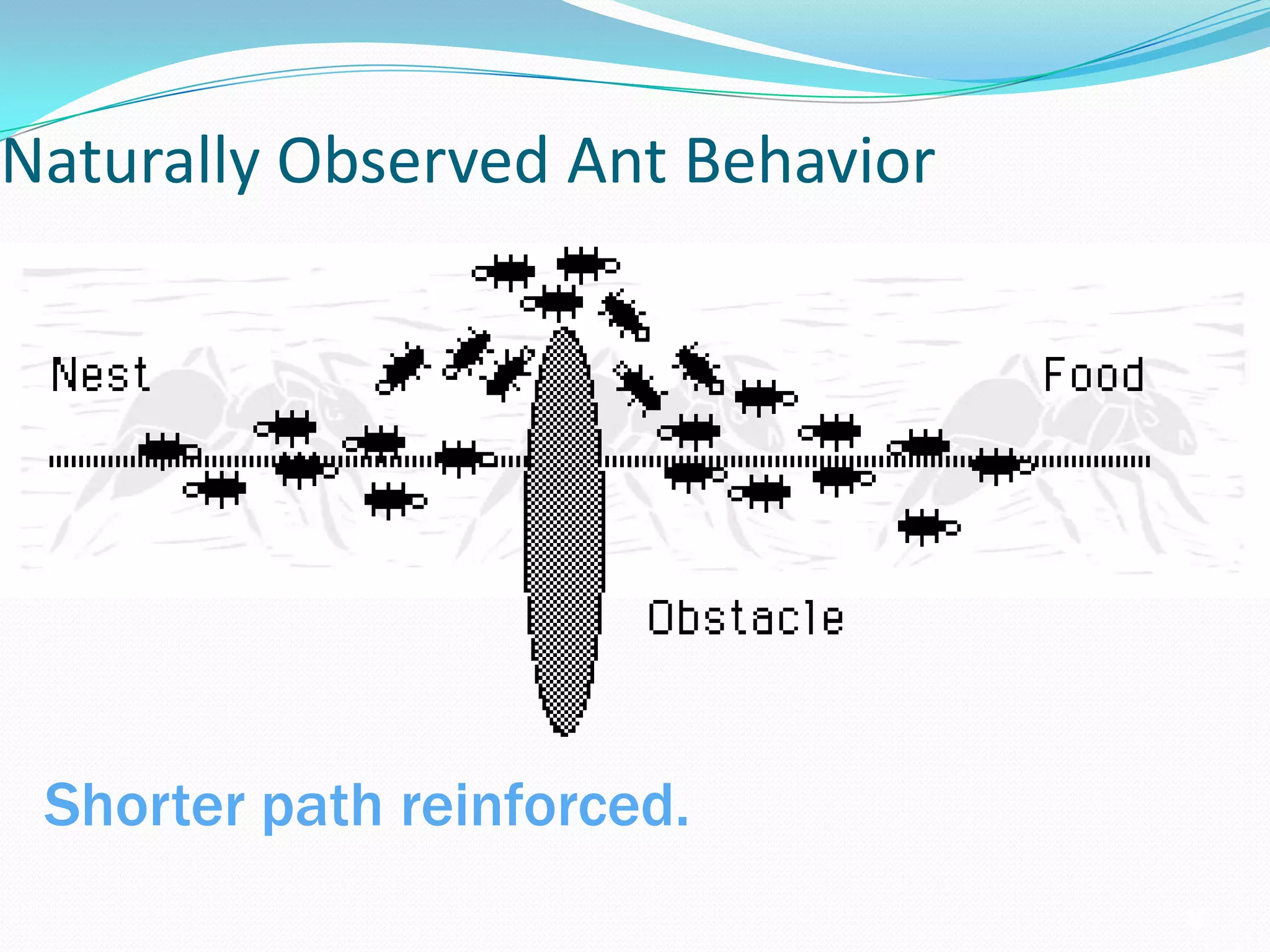 Naturally Observed Ant Behavior
Shorter path reinforced.
 
