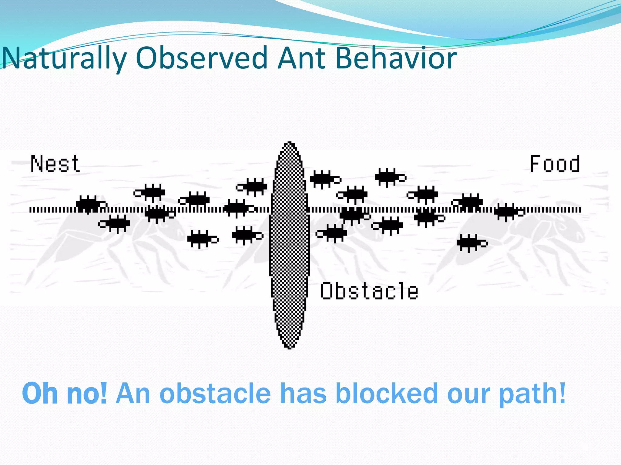 Naturally Observed Ant Behavior
Oh no! An obstacle has blocked our path!
 