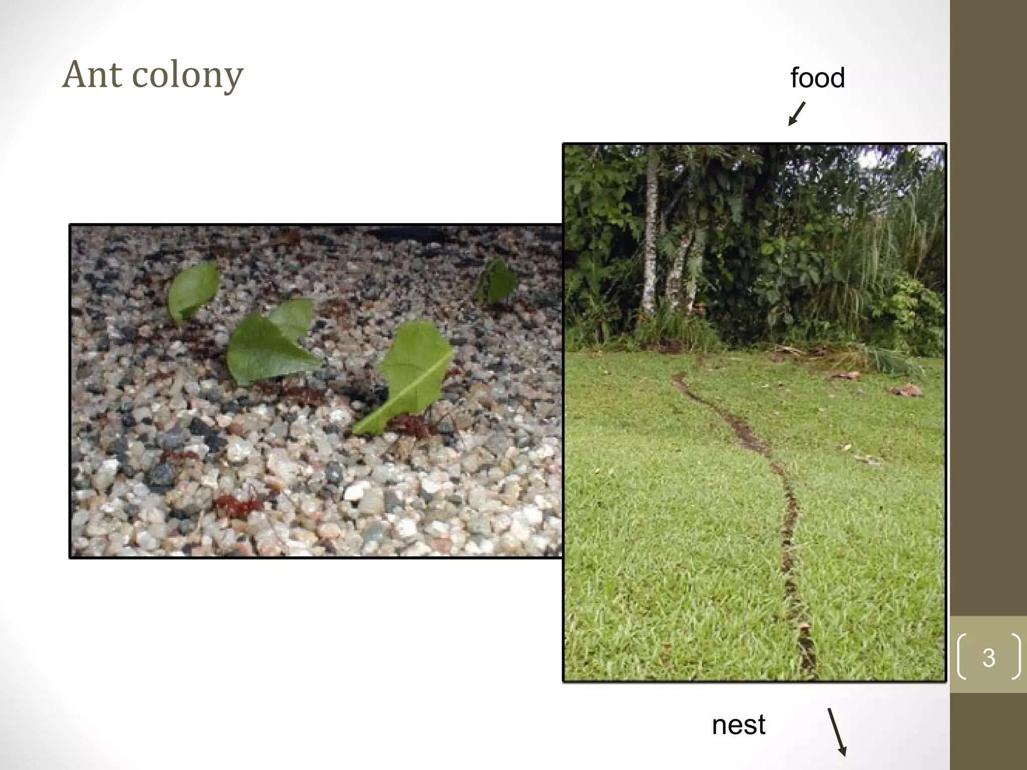 Ant colony          food




                           3

             nest
 