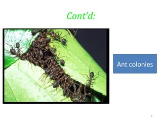 Cont’d:
4
Ant colonies
 