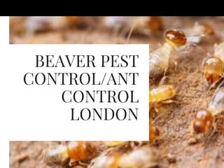BEAVER PEST
CONTROL/ANT
CONTROL
LONDON
 
