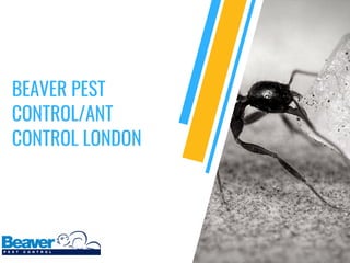 BEAVER PEST
CONTROL/ANT
CONTROL LONDON
 