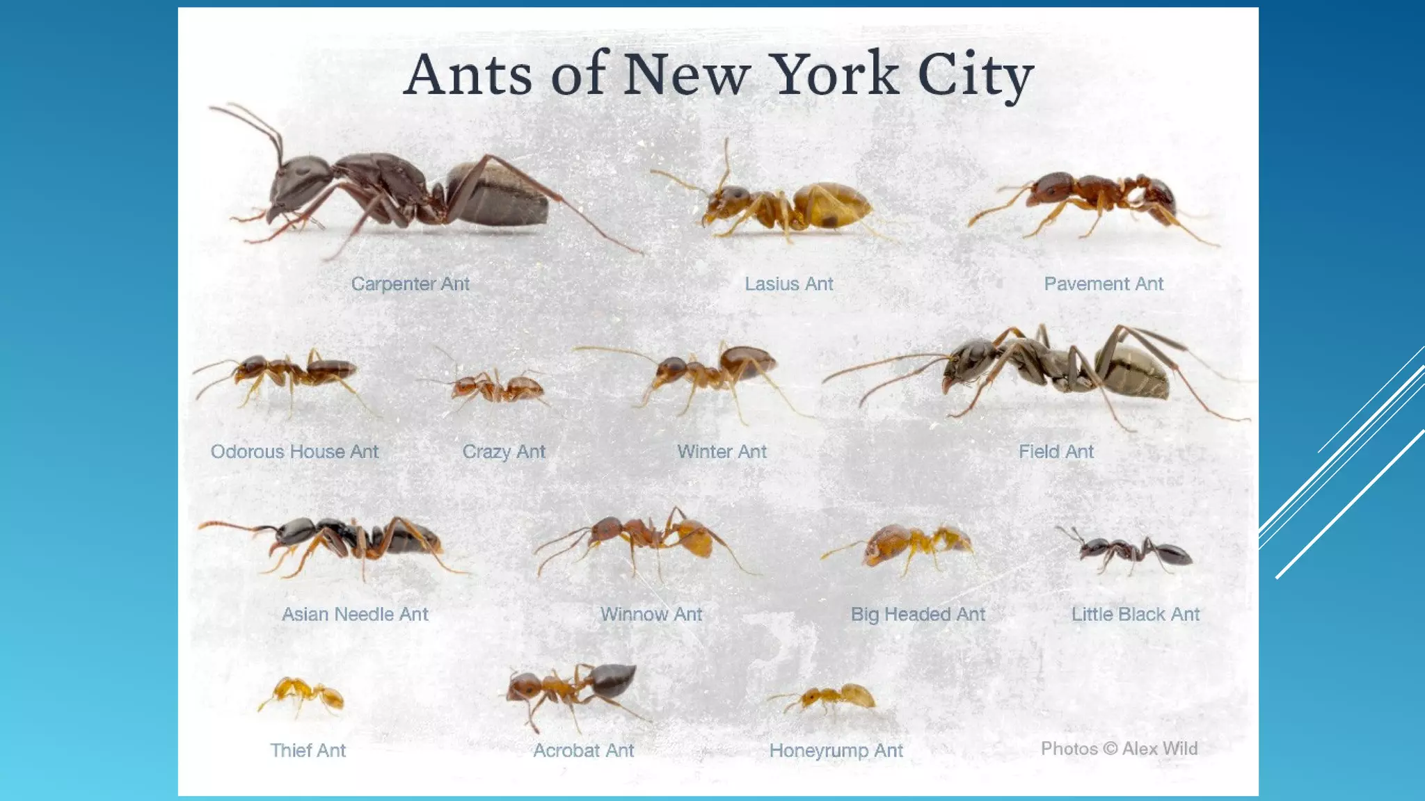 Ant diversity lab presentation | PPT