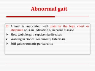  Animal is associated with pain in the legs, chest or
abdomen or is an indication of nervous disease
 Slow wobble gait: septicemia diseases
 Walking in circles: coenurosis, listeriosis ,
 Stiff gait: traumatic pericarditis
Abnormal gait
 