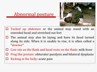 Abnormal posture
 Tucked up abdomen or the animal may stand with an
extended head and stretched out feet
 The animal may also be laying and have its head turned
along its side. When it is unable to rise, it is often called a
“downer”
 Cow sits on the flank and head rests on the flank: milk fever
 Frog like posture :obturator paralysis and bilateral dysplasia
 Kicking at the belly: acute pain
 