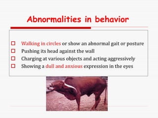 Abnormalities in behavior
 Walking in circles or show an abnormal gait or posture
 Pushing its head against the wall
 Charging at various objects and acting aggressively
 Showing a dull and anxious expression in the eyes
 