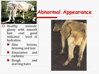 Abnormal Appearance
 Healthy animals:
glossy with smooth
hair coat good
indicator : level of
hydration
 Skin lesions,
bruising and tear
 Emaciation and
cachexia
 Rough and
starring hairs
 