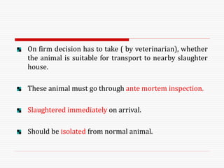 On firm decision has to take ( by veterinarian), whether
the animal is suitable for transport to nearby slaughter
house.
These animal must go through ante mortem inspection.
Slaughtered immediately on arrival.
Should be isolated from normal animal.
 