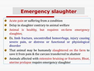 Emergency slaughter
Acute pain or suffering from a condition
Delay in slaughter contrary to animal welfare
Animal is healthy, but requires on-farm emergency
slaughter,
Ex. limb fracture, uncontrolled hemorrhage, injury causing
severe pain, or distress or functional or physiological
disorder
That animal may be humanely slaughtered on the farm to
save it from pain & the carcass transferred to abattoir
Animals affected with extensive bruising or fractures, Bloat,
uterine prolapse require emergency slaughter
 