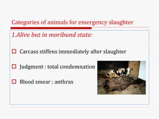 Categories of animals for emergency slaughter
1.Alive but in moribund state:
 Carcass stiffens immediately after slaughter
 Judgment : total condemnation
 Blood smear : anthrax
 