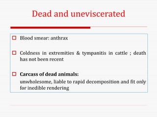 Dead and uneviscerated
 Blood smear: anthrax
 Coldness in extremities & tympanitis in cattle ; death
has not been recent
 Carcass of dead animals:
unwholesome, liable to rapid decomposition and fit only
for inedible rendering
 