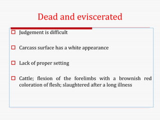 Dead and eviscerated
 Judgement is difficult
 Carcass surface has a white appearance
 Lack of proper setting
 Cattle; flexion of the forelimbs with a brownish red
coloration of flesh; slaughtered after a long illness
 