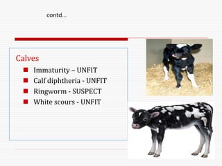 Calves
 Immaturity – UNFIT
 Calf diphtheria - UNFIT
 Ringworm - SUSPECT
 White scours - UNFIT
contd…
 