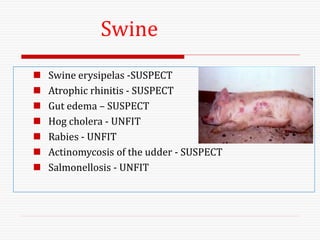 Swine
 Swine erysipelas -SUSPECT
 Atrophic rhinitis - SUSPECT
 Gut edema – SUSPECT
 Hog cholera - UNFIT
 Rabies - UNFIT
 Actinomycosis of the udder - SUSPECT
 Salmonellosis - UNFIT
 