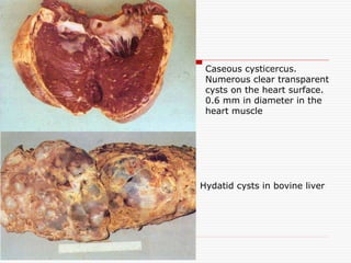 Caseous cysticercus.
Numerous clear transparent
cysts on the heart surface.
0.6 mm in diameter in the
heart muscle
Hydatid cysts in bovine liver
 