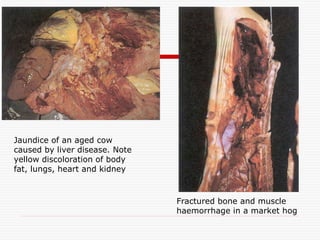 Jaundice of an aged cow
caused by liver disease. Note
yellow discoloration of body
fat, lungs, heart and kidney
Fractured bone and muscle
haemorrhage in a market hog
 