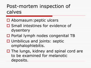 Post-mortem inspection of
calves
 Abomasum:peptic ulcers
 Small intestines for evidence of
dysentery
 Portal lymph nodes congenital TB
 Umbilicus and joints: septic
omphalophlebitis.
 The lungs, kidney and spinal cord are
to be examined for melanotic
deposits.
 