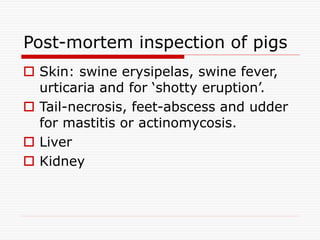 Post-mortem inspection of pigs
 Skin: swine erysipelas, swine fever,
urticaria and for ‘shotty eruption’.
 Tail-necrosis, feet-abscess and udder
for mastitis or actinomycosis.
 Liver
 Kidney
 