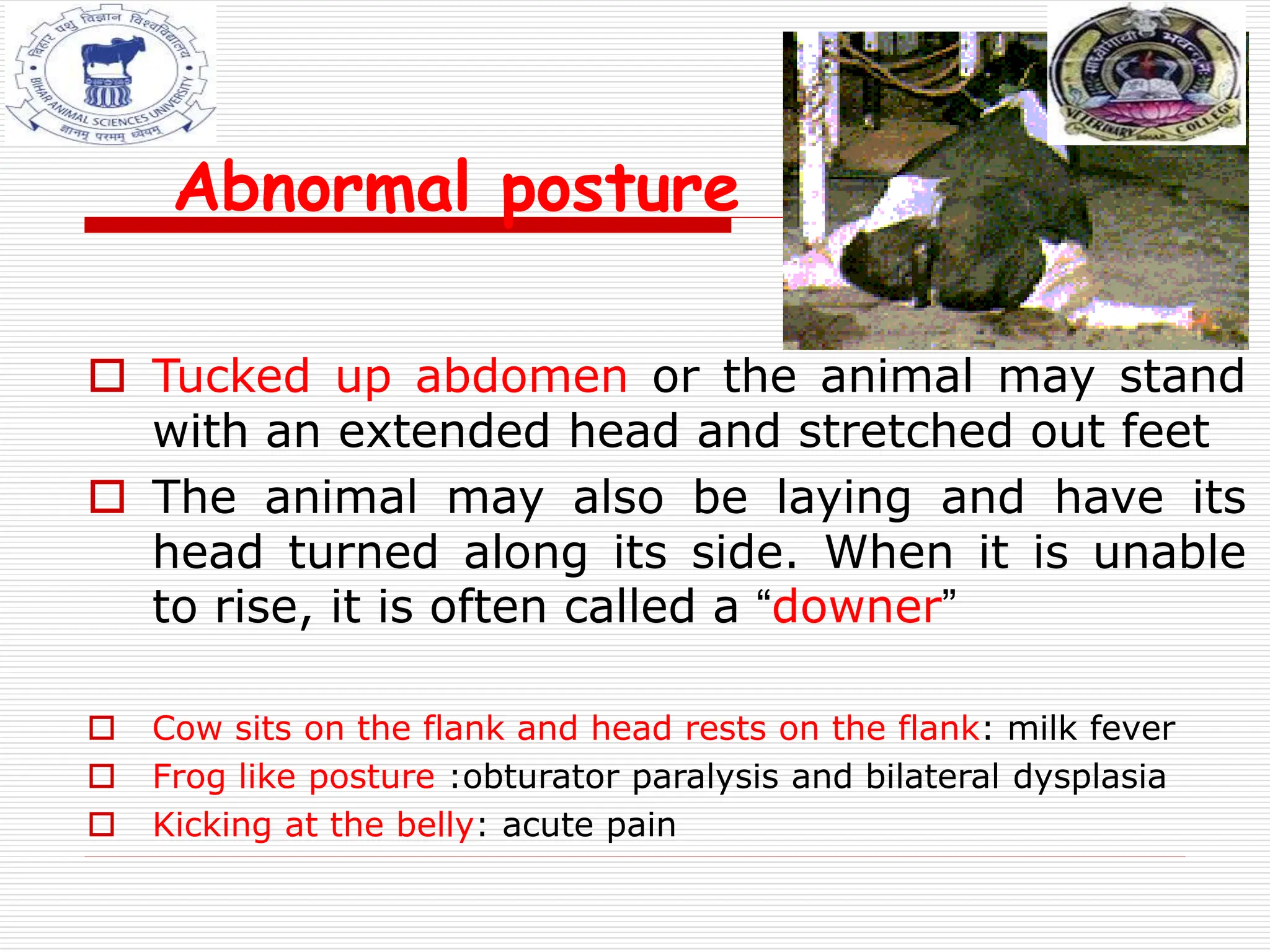 Abnormal posture
 Tucked up abdomen or the animal may stand
with an extended head and stretched out feet
 The animal may also be laying and have its
head turned along its side. When it is unable
to rise, it is often called a “downer”
 Cow sits on the flank and head rests on the flank: milk fever
 Frog like posture :obturator paralysis and bilateral dysplasia
 Kicking at the belly: acute pain
 