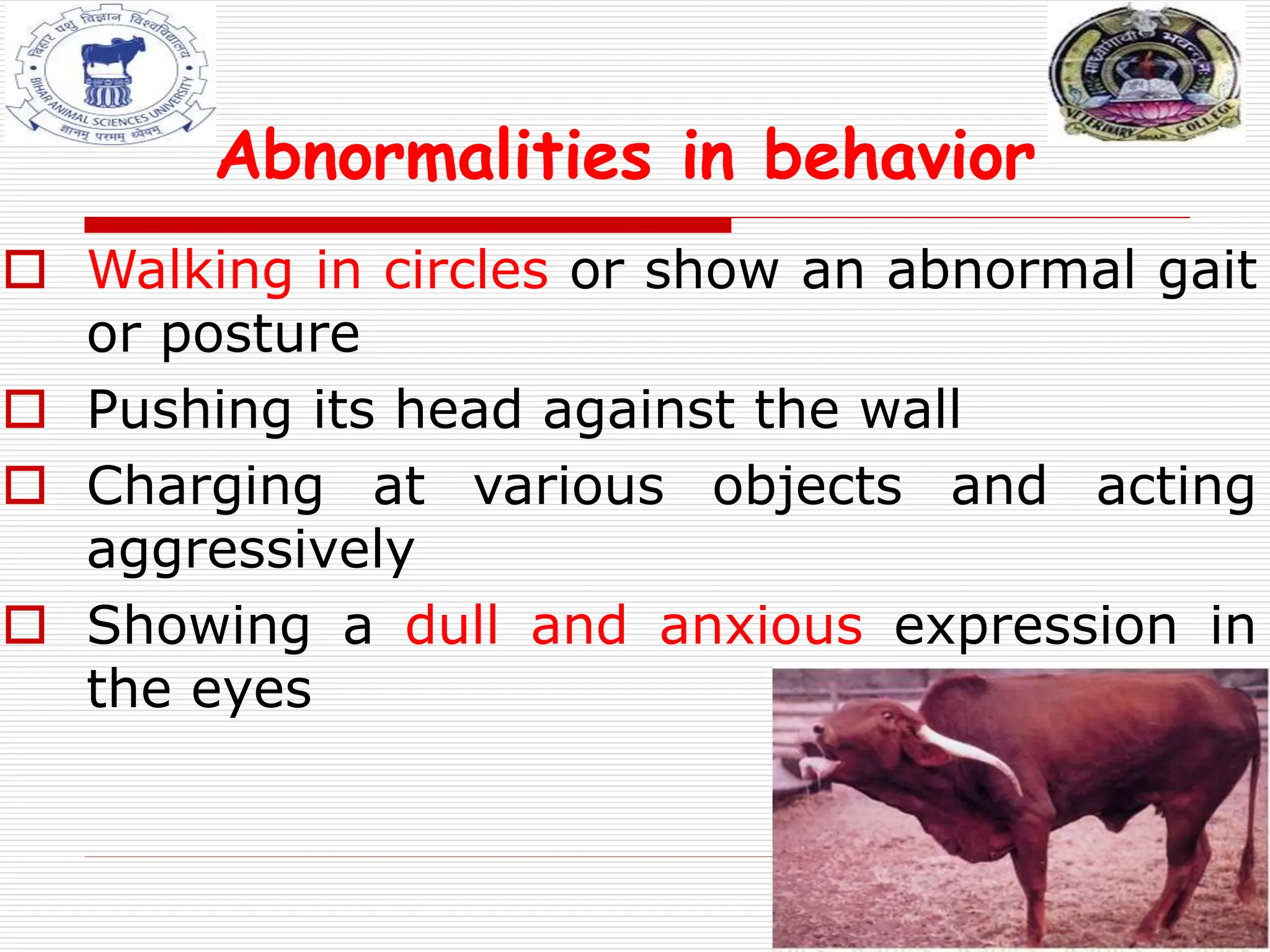 Abnormalities in behavior
 Walking in circles or show an abnormal gait
or posture
 Pushing its head against the wall
 Charging at various objects and acting
aggressively
 Showing a dull and anxious expression in
the eyes
 