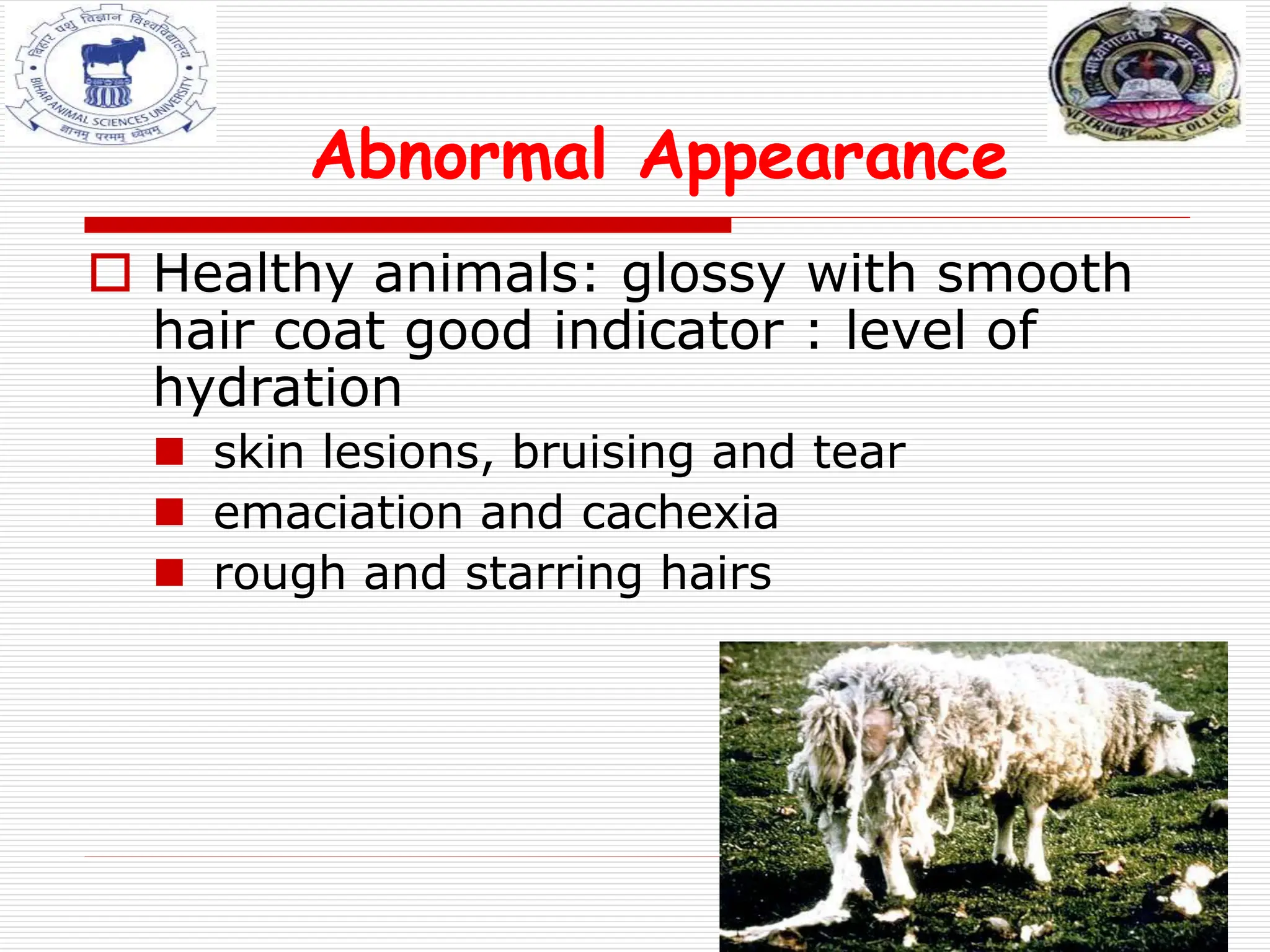 Abnormal Appearance
 Healthy animals: glossy with smooth
hair coat good indicator : level of
hydration
 skin lesions, bruising and tear
 emaciation and cachexia
 rough and starring hairs
 