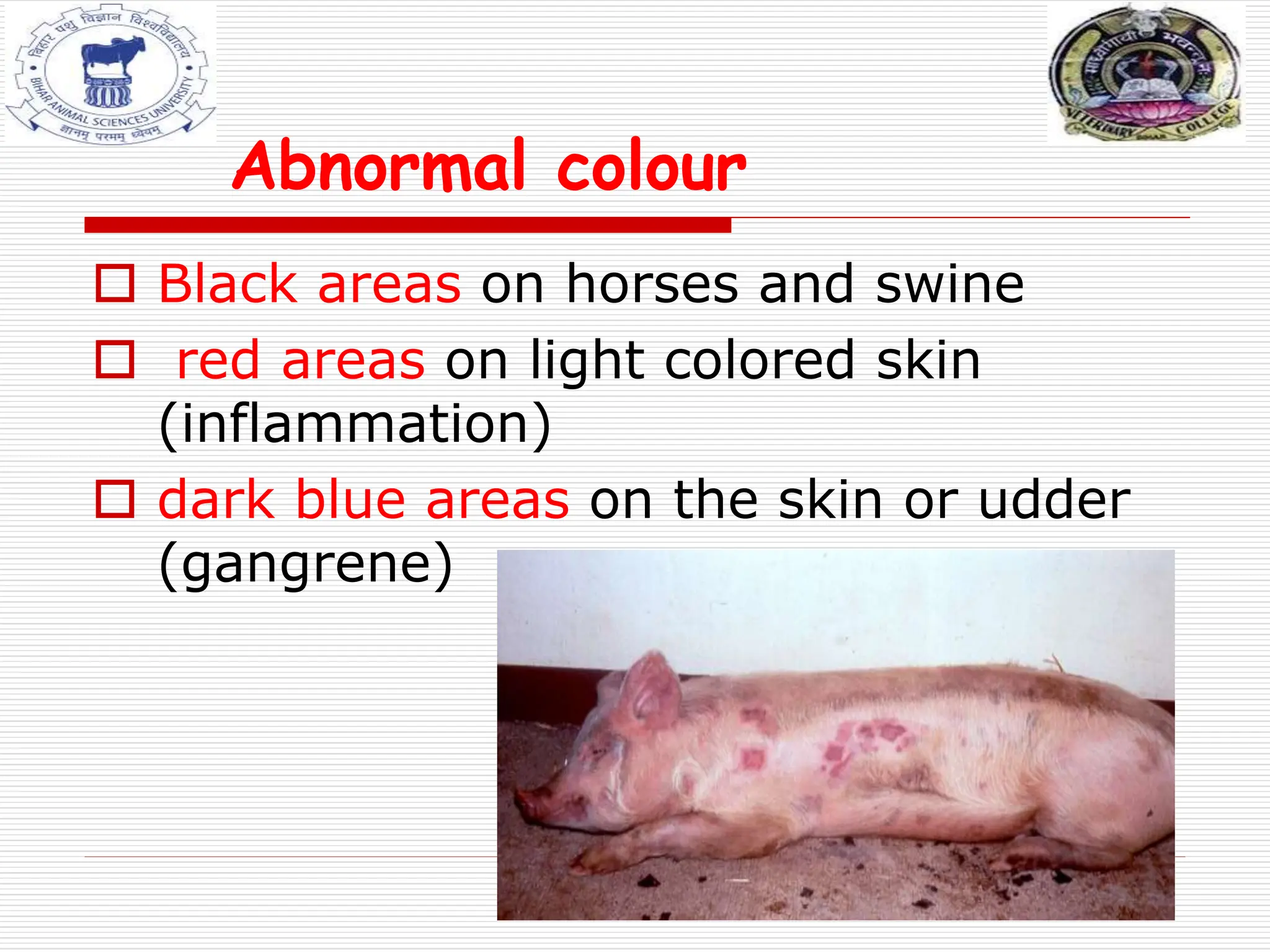 Abnormal colour
 Black areas on horses and swine
 red areas on light colored skin
(inflammation)
 dark blue areas on the skin or udder
(gangrene)
 