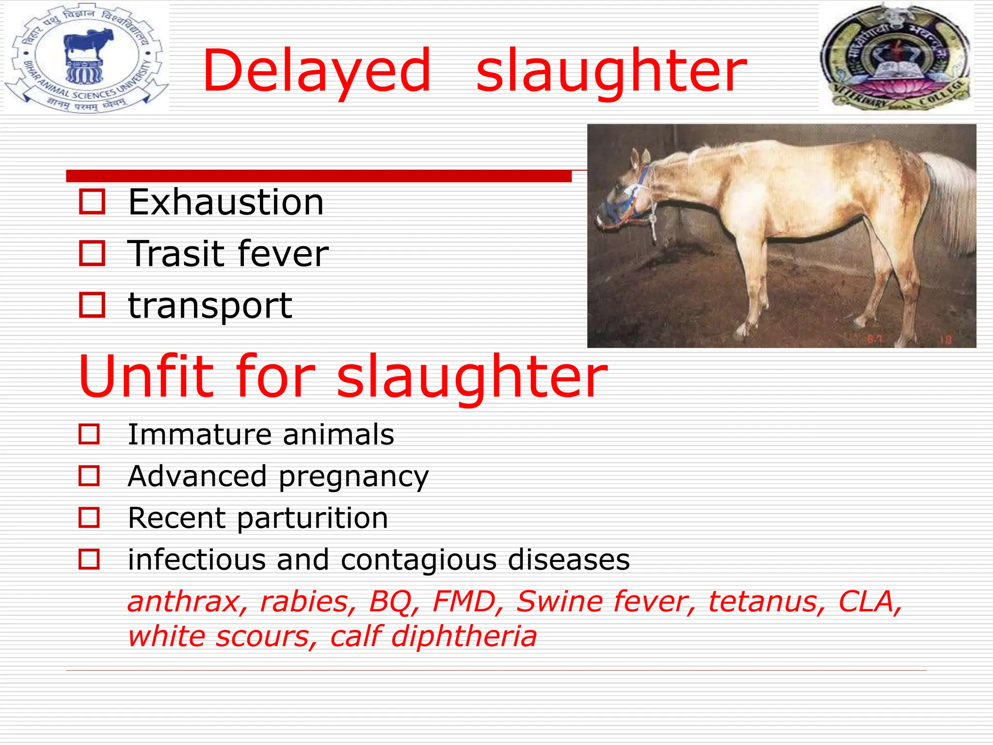 Delayed slaughter
 Exhaustion
 Trasit fever
 transport
Unfit for slaughter
 Immature animals
 Advanced pregnancy
 Recent parturition
 infectious and contagious diseases
anthrax, rabies, BQ, FMD, Swine fever, tetanus, CLA,
white scours, calf diphtheria
 