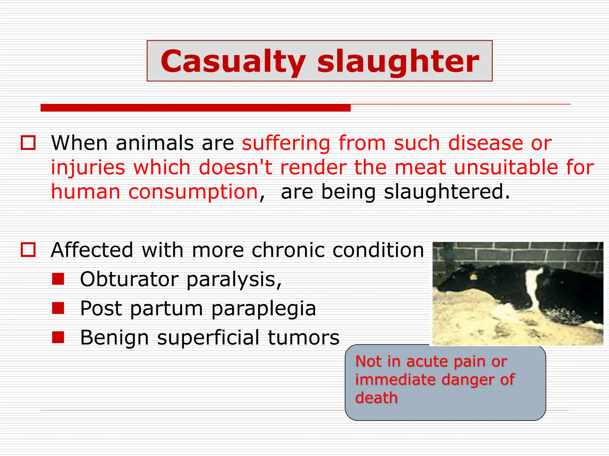 Casualty slaughter
 When animals are suffering from such disease or
injuries which doesn't render the meat unsuitable for
human consumption, are being slaughtered.
 Affected with more chronic condition
 Obturator paralysis,
 Post partum paraplegia
 Benign superficial tumors
Not in acute pain or
immediate danger of
death
 