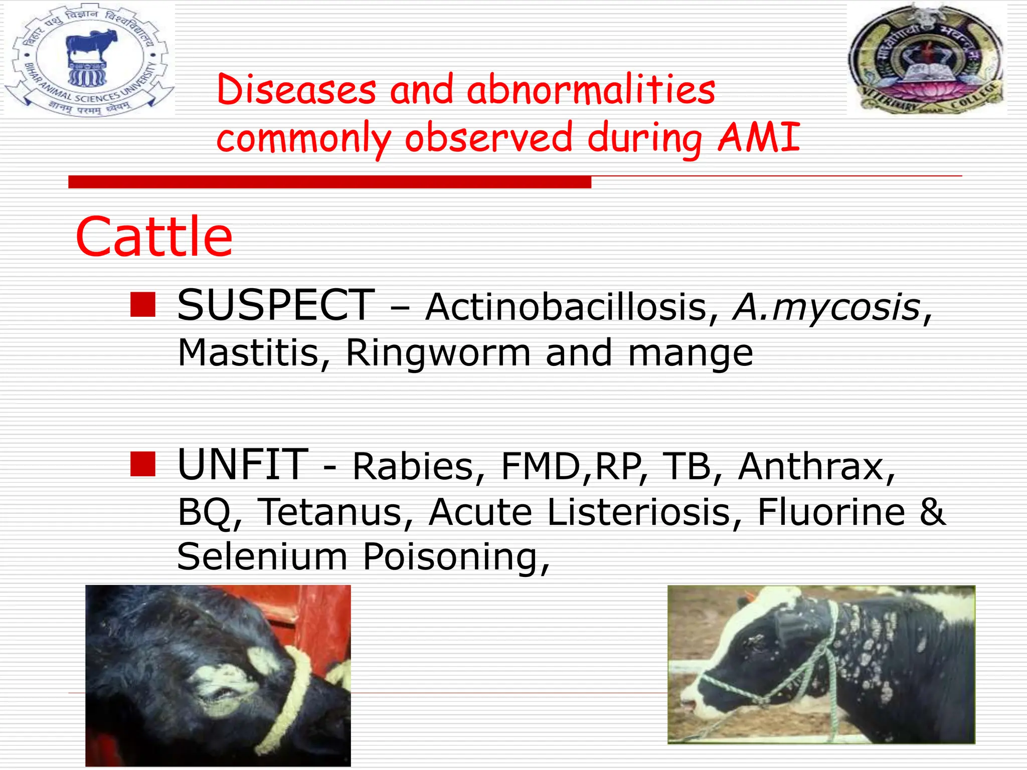 Diseases and abnormalities
commonly observed during AMI
Cattle
 SUSPECT – Actinobacillosis, A.mycosis,
Mastitis, Ringworm and mange
 UNFIT - Rabies, FMD,RP, TB, Anthrax,
BQ, Tetanus, Acute Listeriosis, Fluorine &
Selenium Poisoning,
 