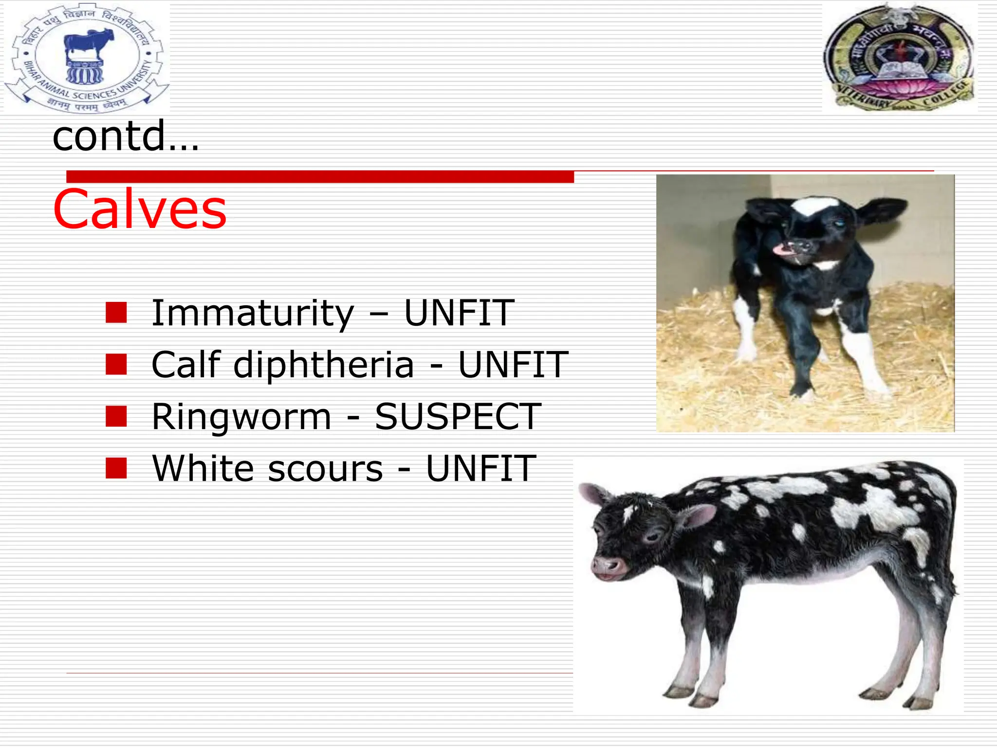 contd…
Calves
 Immaturity – UNFIT
 Calf diphtheria - UNFIT
 Ringworm - SUSPECT
 White scours - UNFIT
 