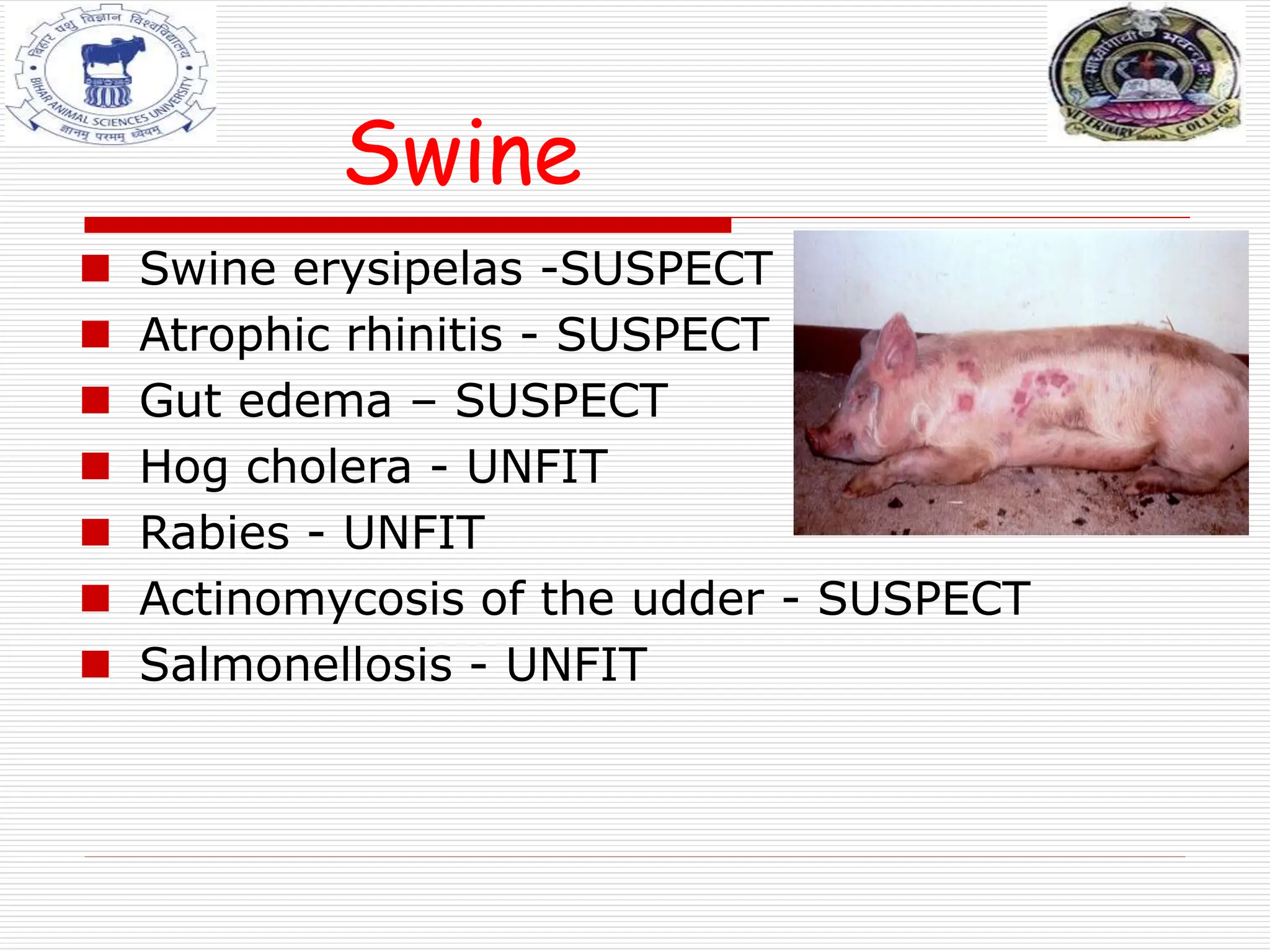 Swine
 Swine erysipelas -SUSPECT
 Atrophic rhinitis - SUSPECT
 Gut edema – SUSPECT
 Hog cholera - UNFIT
 Rabies - UNFIT
 Actinomycosis of the udder - SUSPECT
 Salmonellosis - UNFIT
 