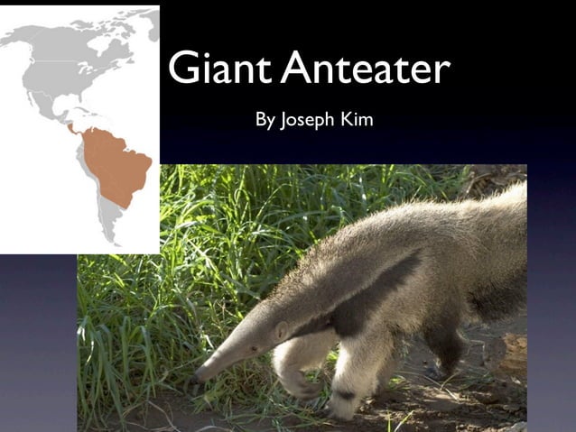 Anteater09 | KEY